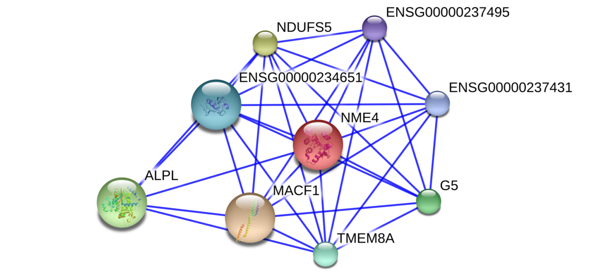 Protein_Interaction_Network_for_TMEM8A