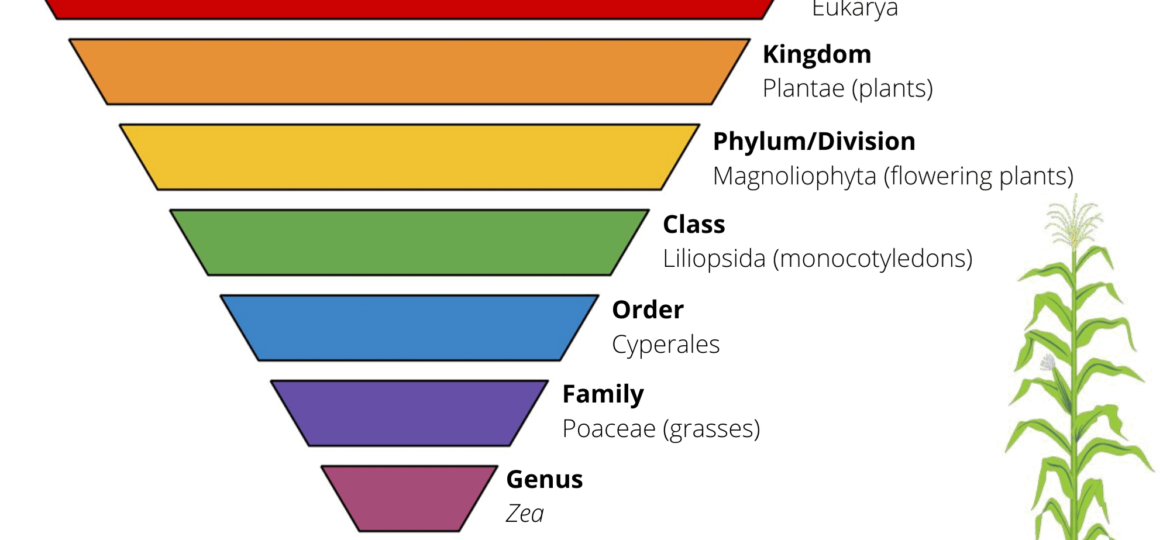 corn-classification-