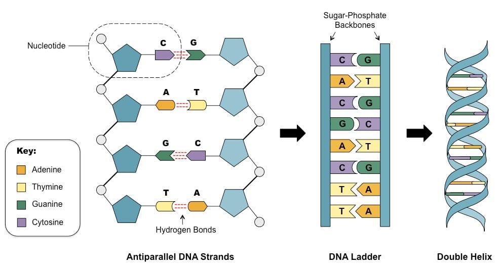 double-stranded-dna_med