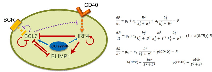 A-system-of-ordinary-differential-equations-derived-from-a-prior-knowledge-network-of-the