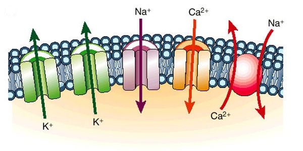 Ion-Channel-Preparation-as-Immunogen-1
